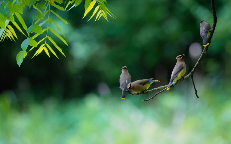 Beginner Tips for Backyard Birdwatching: A Joyful Start